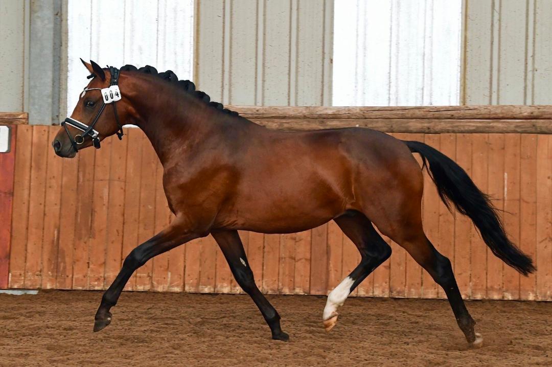 Delaroche Black Gold Stallion